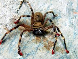 Gangspider